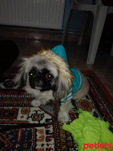Pekingese, Köpek  Karamel fotoğrafı