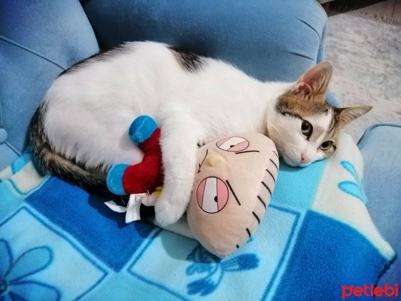 Tekir Kedi, Kedi  Yumak fotoğrafı