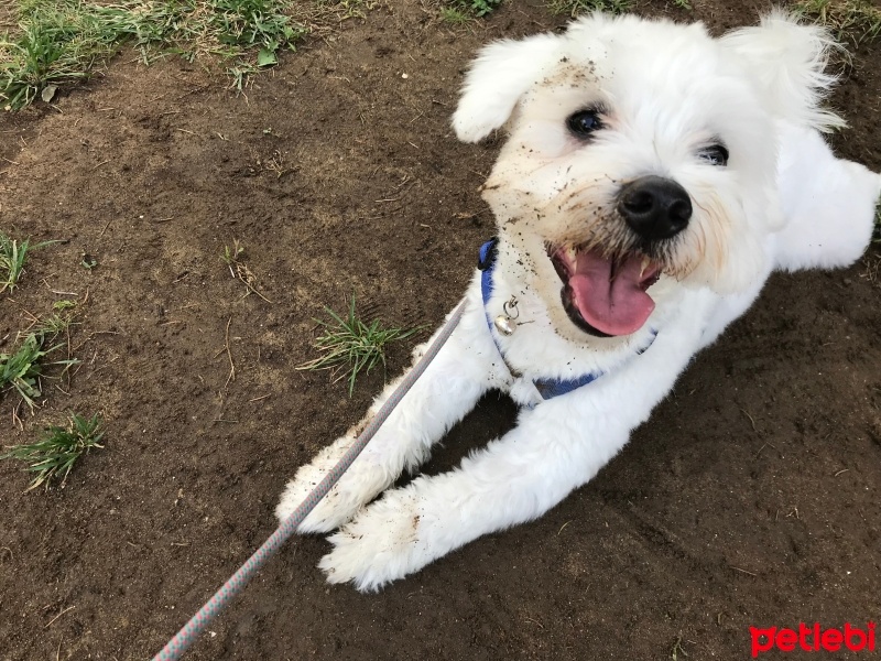Maltese, Köpek  Pamuk fotoğrafı