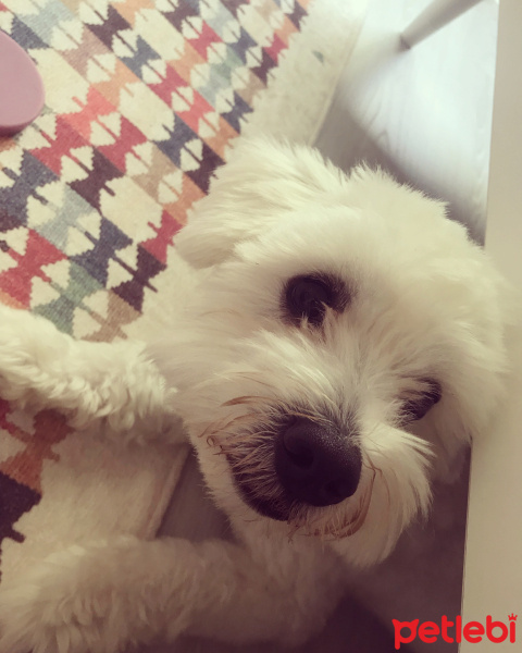 Maltese, Köpek  Pamuk fotoğrafı