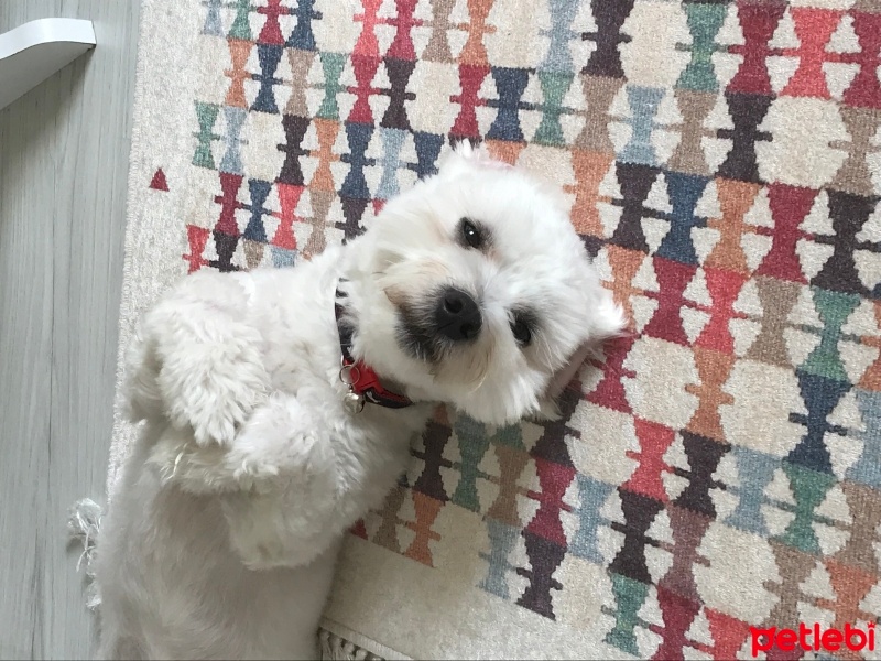 Maltese, Köpek  Pamuk fotoğrafı