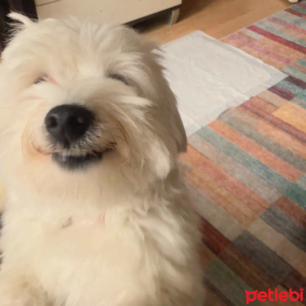 Maltese, Köpek  Pamuk fotoğrafı