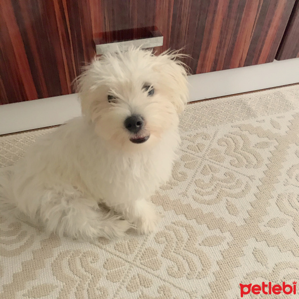 Maltese, Köpek  Pamuk fotoğrafı