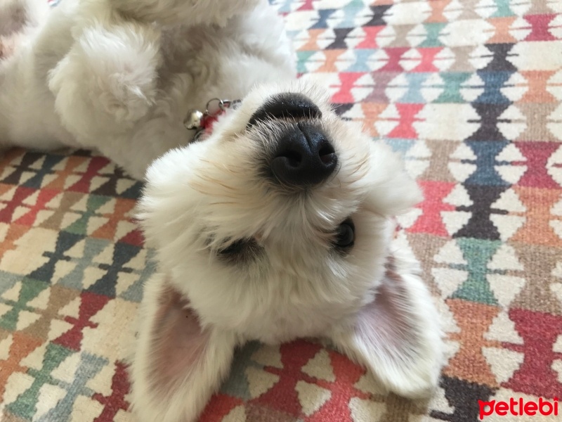 Maltese, Köpek  Pamuk fotoğrafı