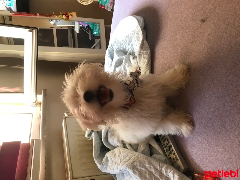 Maltese, Köpek  Pamuk fotoğrafı