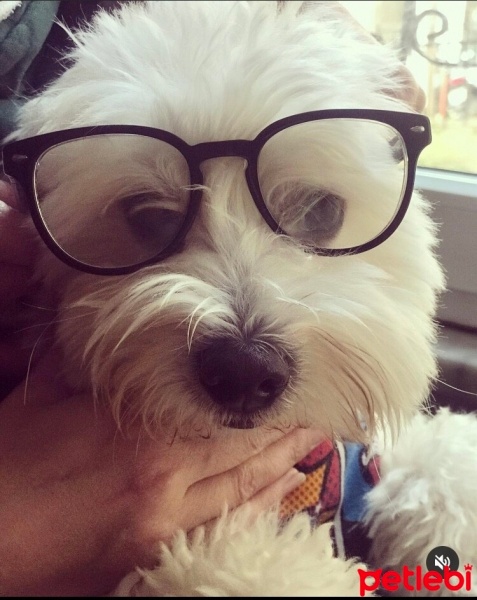 Maltese, Köpek  Pamuk fotoğrafı