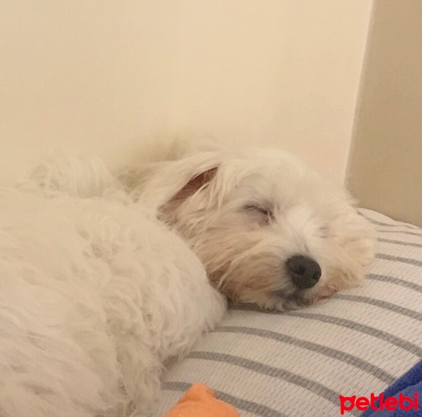 Maltese, Köpek  Pamuk fotoğrafı