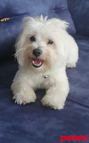 Maltese, Köpek  Pamuk fotoğrafı