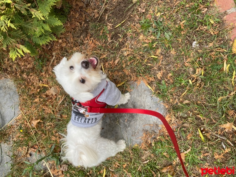 Maltese, Köpek  Pamuk fotoğrafı