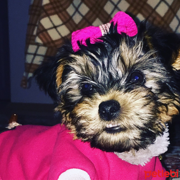 Yorkshire Terrier, Köpek  Kontes  fotoğrafı