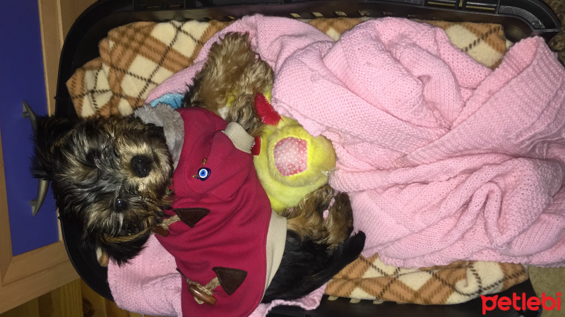Yorkshire Terrier, Köpek  Kontes  fotoğrafı