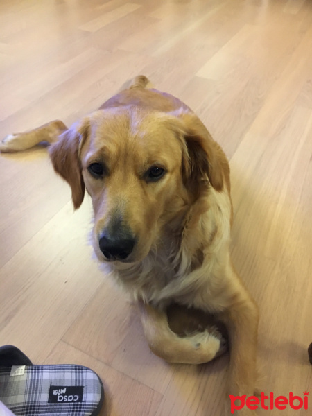 Golden Retriever, Köpek  Cloui  fotoğrafı