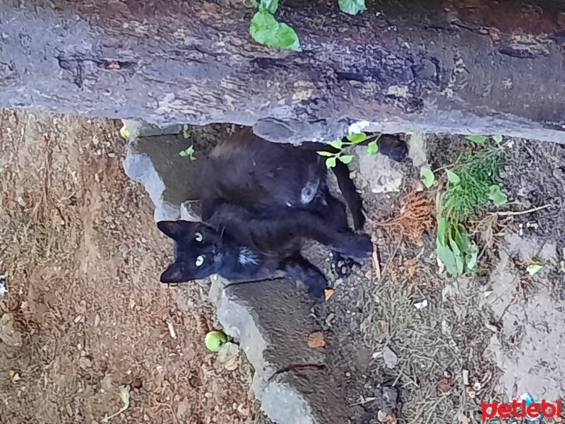 Tekir Kedi, Kedi  Cübik fotoğrafı