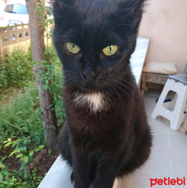 Tekir Kedi, Kedi  Cübik fotoğrafı