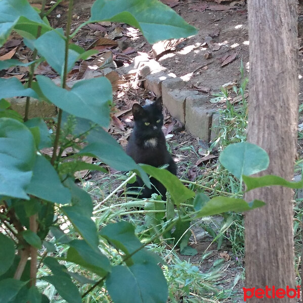 Tekir Kedi, Kedi  Cübik fotoğrafı