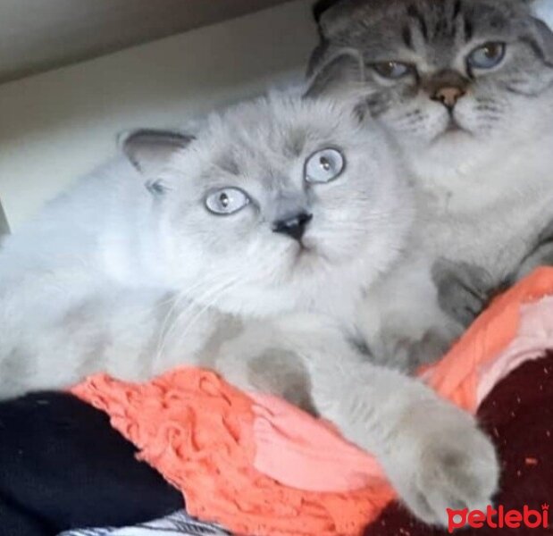 British Shorthair, Kedi  Sütlaç fotoğrafı