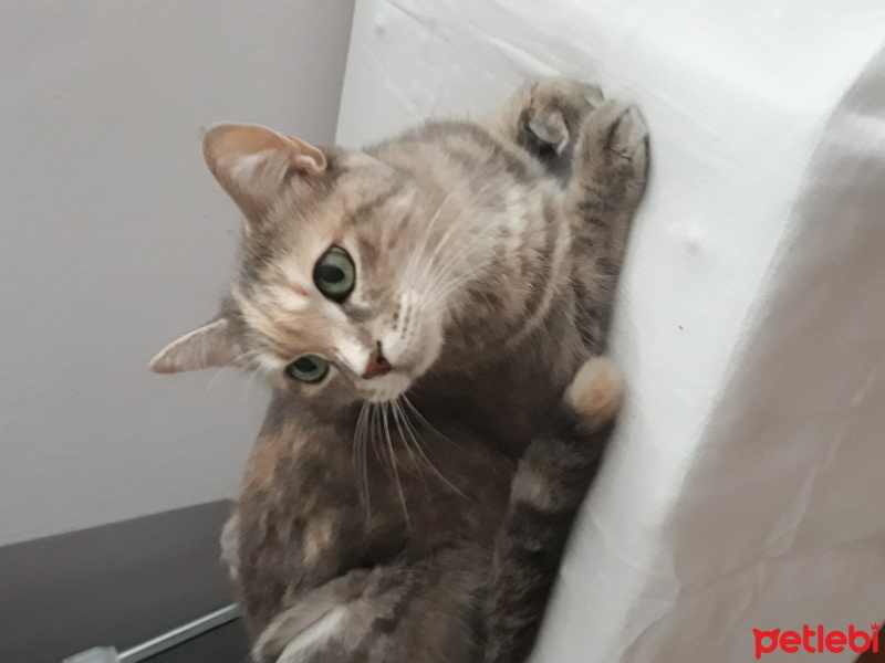 Tekir Kedi, Kedi  Jennifer fotoğrafı