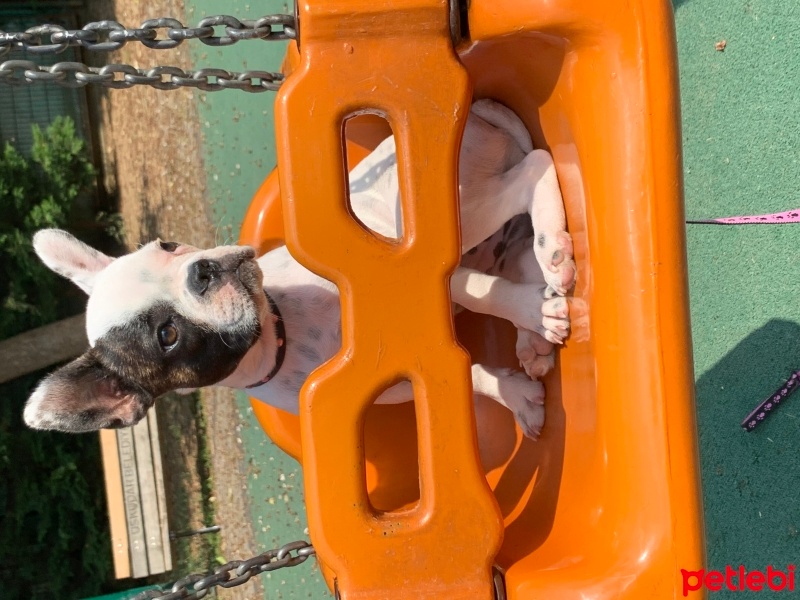 Fransız Bulldog, Köpek  Alice fotoğrafı