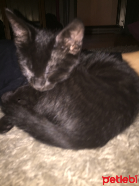 Tekir Kedi, Kedi  Hercai fotoğrafı