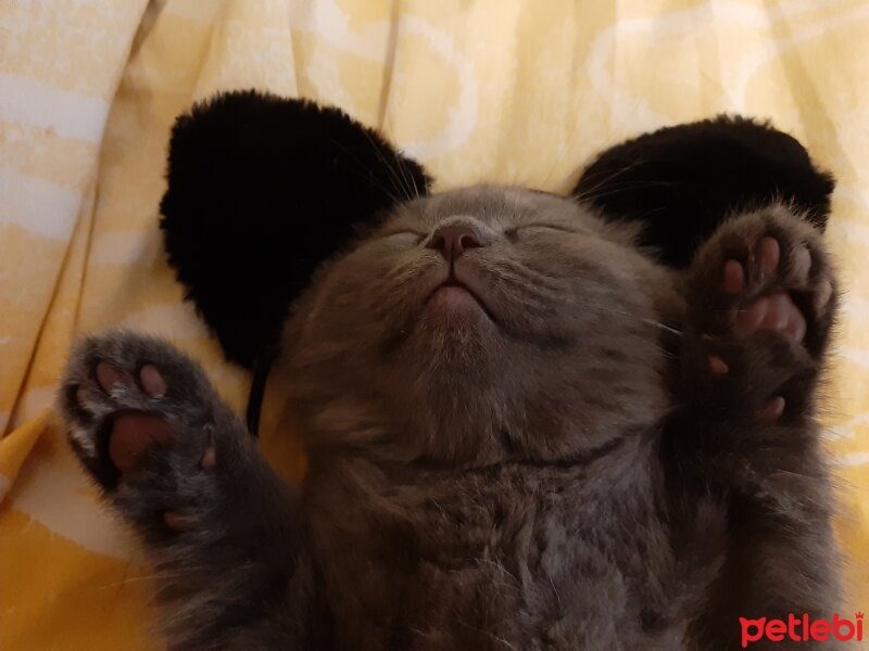 Scottish Fold, Kedi  Rıfkı fotoğrafı