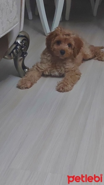 Maltese, Köpek  Tarçın fotoğrafı