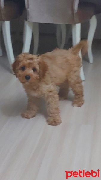 Maltese, Köpek  Tarçın fotoğrafı