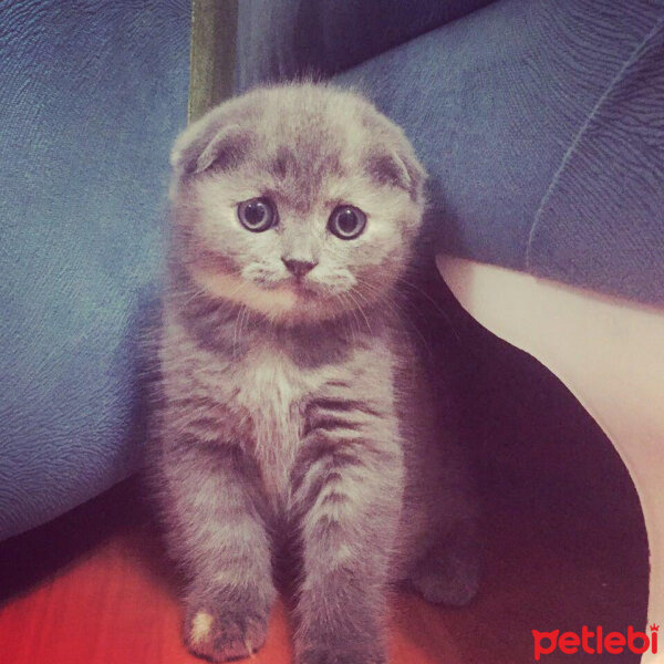 Scottish Fold, Kedi  SULTAN fotoğrafı