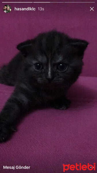 Scottish Fold, Kedi  SULTAN fotoğrafı