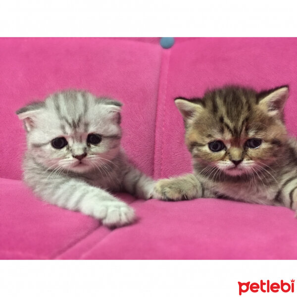 Scottish Fold, Kedi  SULTAN fotoğrafı