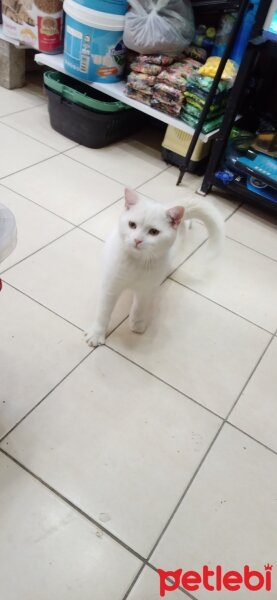 British Shorthair, Kedi  Maya fotoğrafı