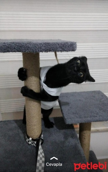 Tekir Kedi, Kedi  gece fotoğrafı