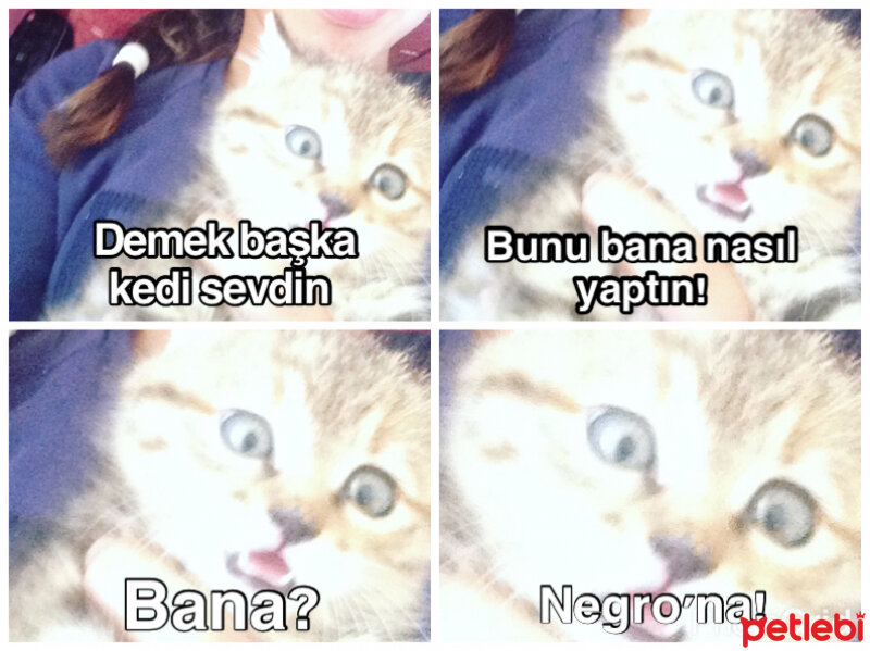 Tekir Kedi, Kedi  Çakıl fotoğrafı