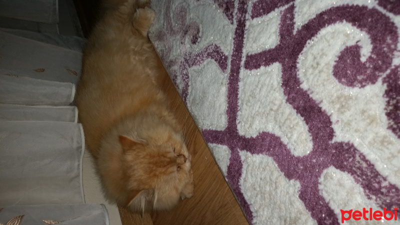 İran Kedisi (Persian), Kedi  Gofret fotoğrafı