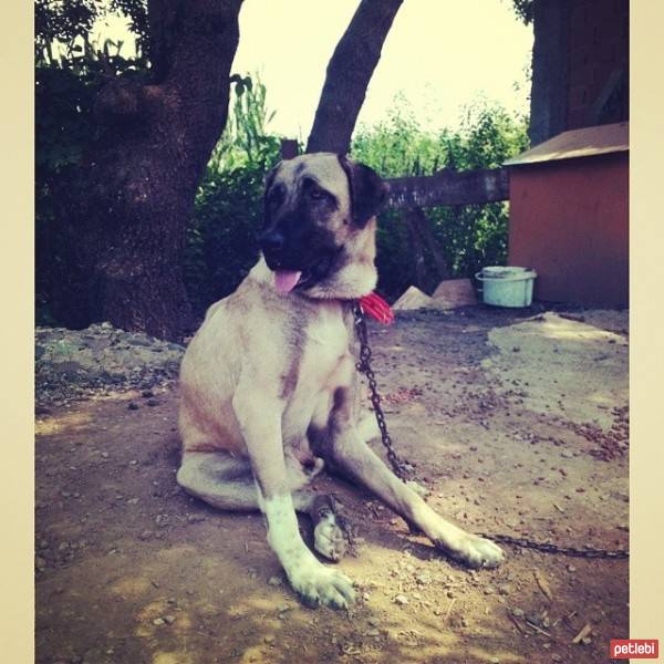 Kangal, Köpek  Cankız fotoğrafı