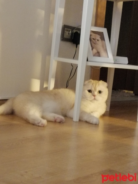 Scottish Fold, Kedi  patii fotoğrafı