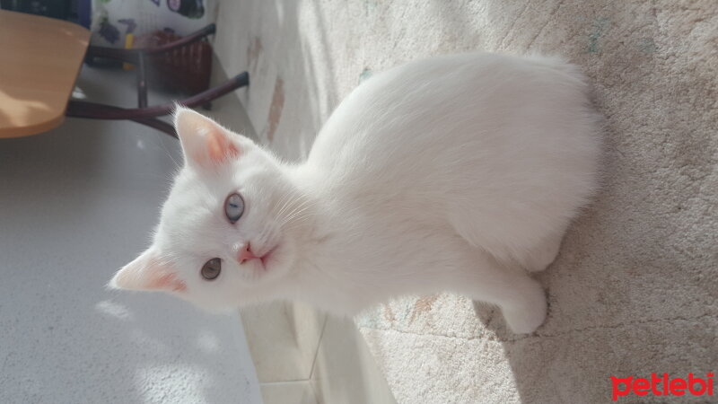 British Shorthair, Kedi  Afacan fotoğrafı