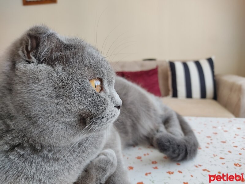 Scottish Fold, Kedi  Mişa fotoğrafı