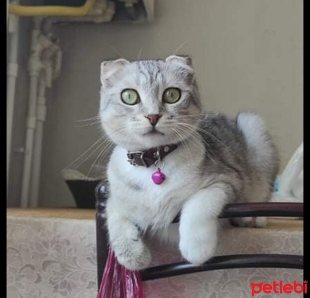 Scottish Fold, Kedi  Pamuk fotoğrafı