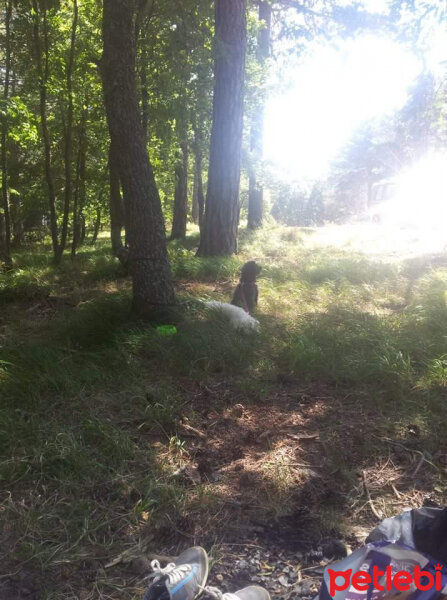 Poodle(Standart Kaniş), Köpek  Esmeray ve kopuk fotoğrafı