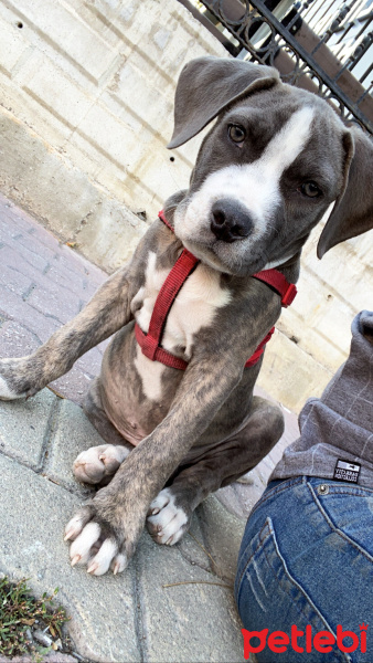 Cane Corso Italiano, Köpek  Ateş fotoğrafı