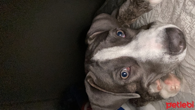 Cane Corso Italiano, Köpek  Ateş fotoğrafı