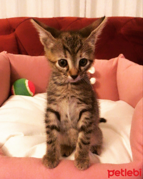 Tekir Kedi, Kedi  Sürpriz fotoğrafı