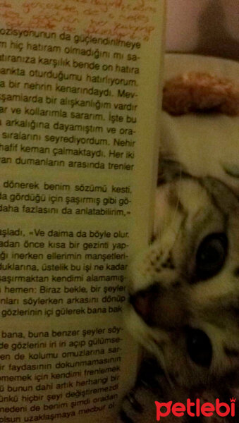 Tekir Kedi, Kedi  AYZA  fotoğrafı