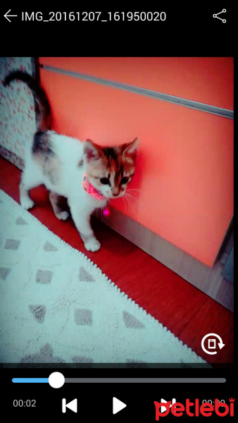 Tekir Kedi, Kedi  mia  fotoğrafı