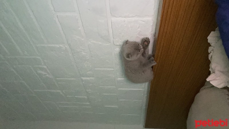 Scottish Fold, Kedi  Duman fotoğrafı
