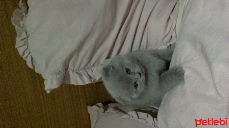 Scottish Fold, Kedi  Duman fotoğrafı