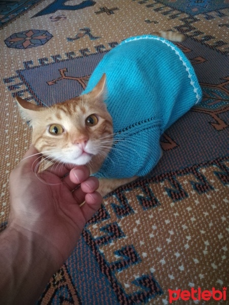 Tekir Kedi, Kedi  Boncuk fotoğrafı