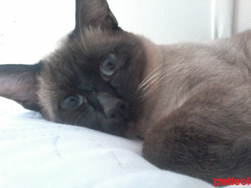 Siyam Kedisi, Kedi  fynn fotoğrafı