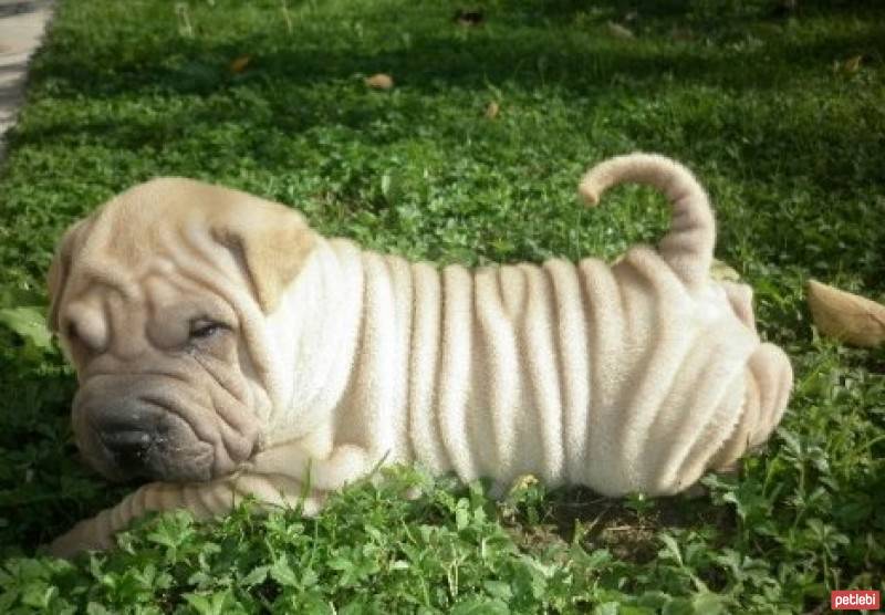 Çin Shar Pei, Köpek  Albay fotoğrafı