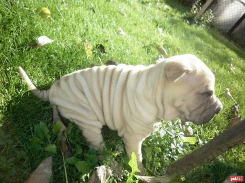 Çin Shar Pei, Köpek  Albay fotoğrafı